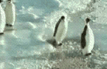 Can you believe this little penguin on the right? It's for real!